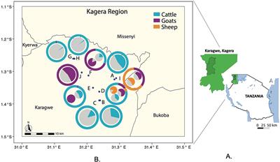 Seroprevalence and risk factors for brucellosis amongst livestock and humans in a multi-herd ranch system in Kagera, Tanzania